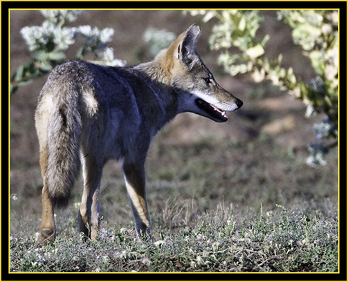 Coyote Hunting Prairie Dogs - Wichita Mountains Wildlife Refuge
