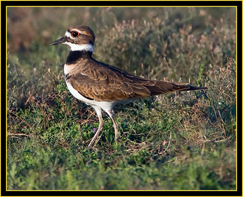 Killdeer - Wichita Mountains Wildlife Refuge