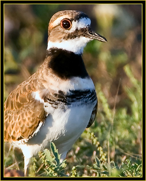 Killdeer on the Prairie - Wichita Mountains Wildlife Refuge