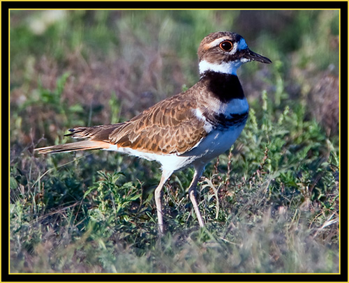 Killdeer - Wichita Mountains Wildlife Refuge