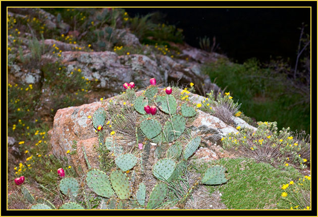 Prickly-pear Cactus, Lake Quanah Parker - Wichita Mountains Wildlife Refuge