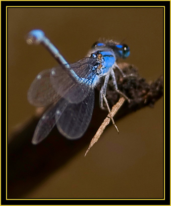 Familiar Bluet (Enallagma civile) - Wichita Mountains Wildlife Refuge