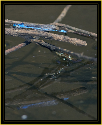 Familiar Bluet (Enallagma civile) - Wichita Mountains Wildlife Refuge