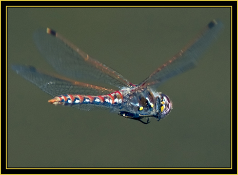 Variegated Meadowhawk (Sympetrum corruptum) in Flight - Wichita Mountains Wildlife Refuge