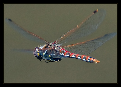 Variegated Meadowhawk (Sympetrum corruptum) in Flight - Wichita Mountains Wildlife Refuge