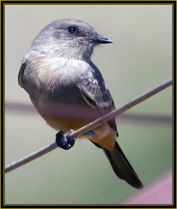 Say's Phoebe (Sayornis saya) - Wichita Mountains Wildlife Refuge