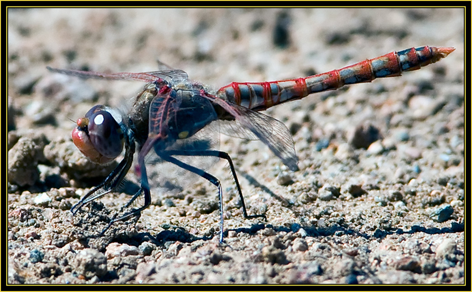 Grounded Variegated Meadowhawk (Sympetrum corruptum) - Wichita Mountains Wildlife Refuge