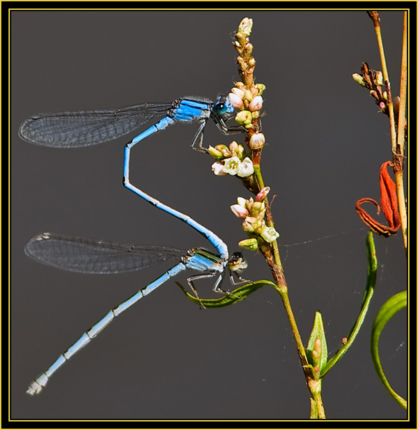 Familiar Bluets (Enallagma civile) in Tandem - Wichita Mountains Wildlife Refuge