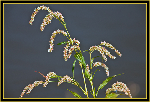 Plant in the Wichita Mountains Wildlife Refuge