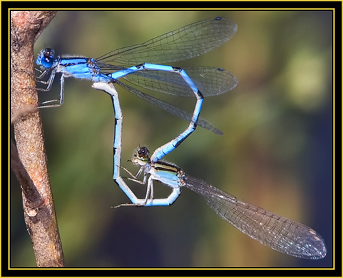 Familiar Bluets (Enallagma civile) in Wheel Poisition - Wichita Mountains Wildlife Refuge