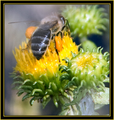Bee - Wichita Mountains Wildlife Refuge
