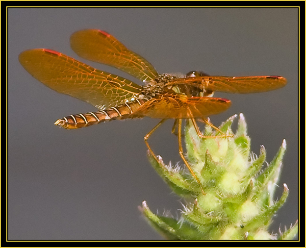 Eastern Amberwing (Perithemis tenera), female - Wichita Mountains Wildlife Refuge