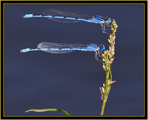 Familiar Bluets (Enallagma civile) - Wichita Mountains Wildlife Refuge