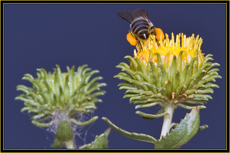 Bee on Flower - Wichita Mountains Wildlife Refuge