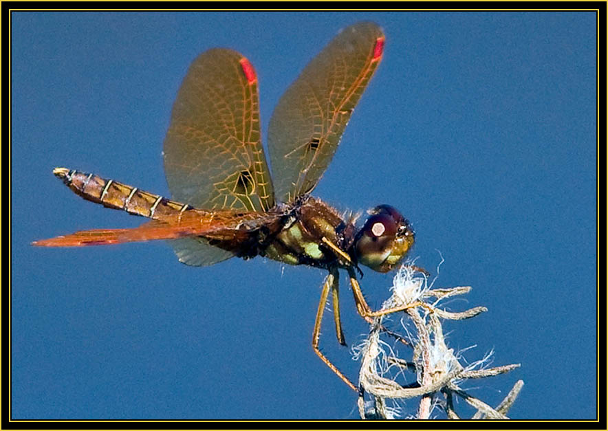 Eastern Amberwing (Perithemis tenera), female - Wichita Mountains Wildlife Refuge