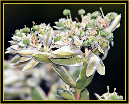 Plant in the Wichita Mountains Wildlife Refuge