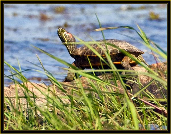 Red-eared Slider (Trachemys scripta elegans) - Wichita Mountains Wildlife Refuge