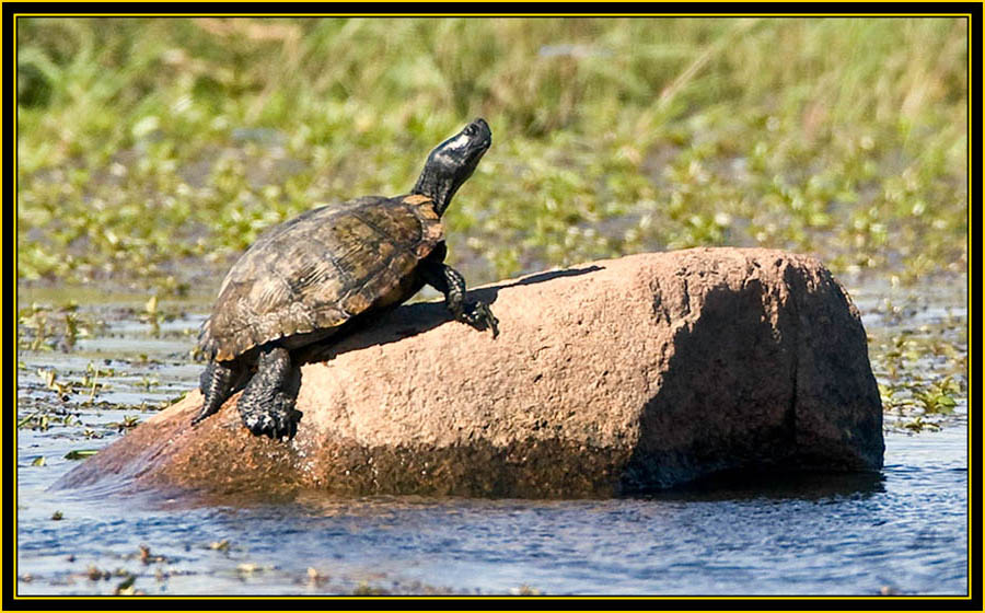 Turtle on the Pond - Wichita Mountains Wildlife Refuge