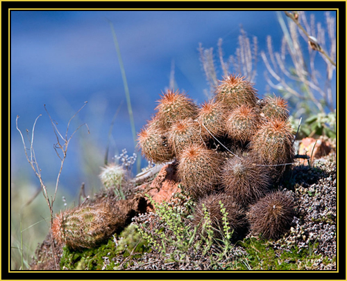 Barrel Cactus - Wichita Mountains Wildlife Refuge