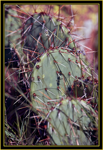 Prickly-pear Cactus - Wichita Mountains Wildlife Refuge