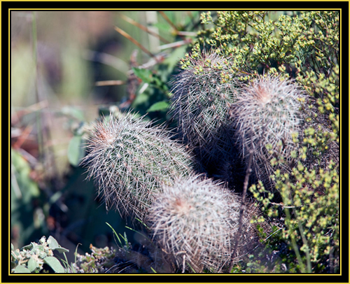 Barrel Cactus - Wichita Mountains Wildlife Refuge