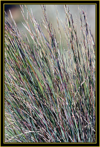 Prairie Grass - Wichita Mountains Wildlife Refuge