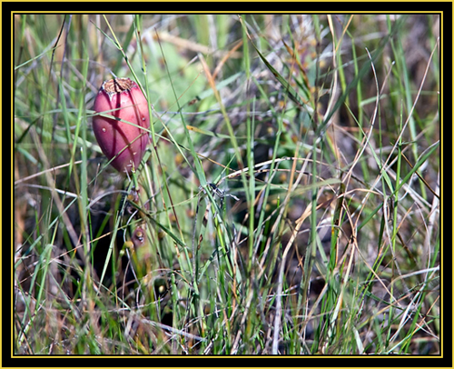 Cactus Growth - Wichita Mountains Wildlife Refuge