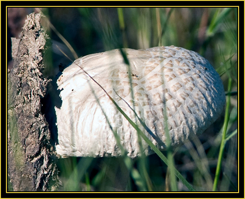 Mushroom - Wichita Mountains Wildlife Refuge