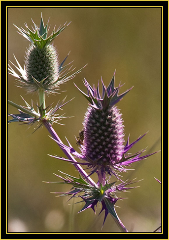 Leavenworth's Eryngo - Wichita Mountains Wildlife Refuge