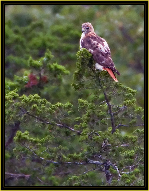 Red-tailed Hawk at Twilight - Wichita Mountains Wildlife Refuge'