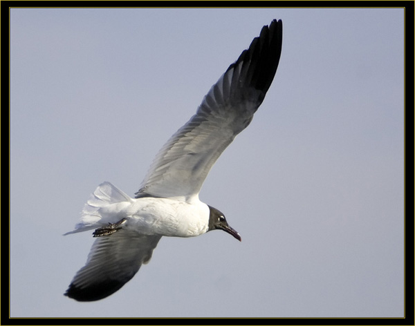 Laughing Gull