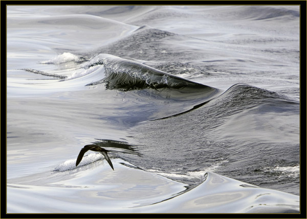 A Sooty Shearwater Travels Over the Waves