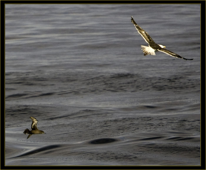 Sooty Shearwater & Black-backed Gull