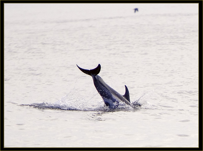 Atlantic White-sided Dolphin