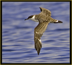 Greater Shearwater