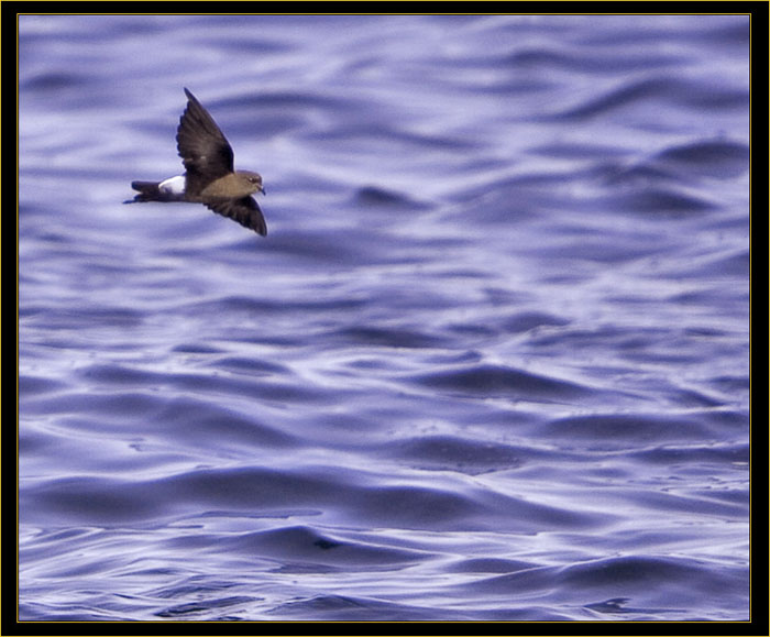 Wilson's Storm-Petrel in Flight