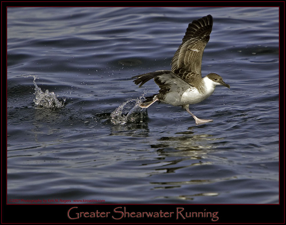 Greater Shearwater in Motion