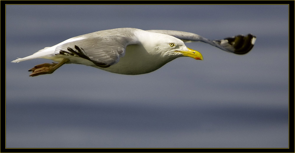 A Herring Gull Paralleling Odyssey