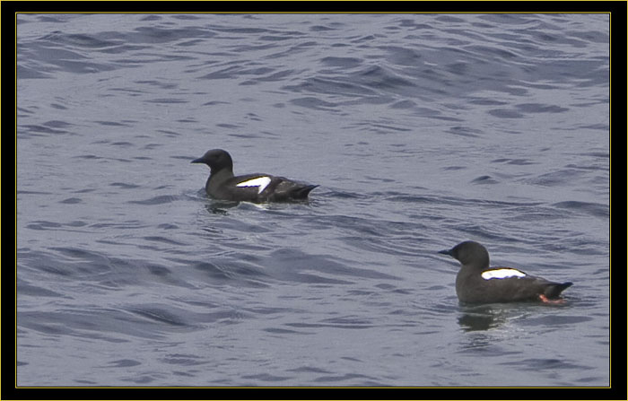 Black Guillemots