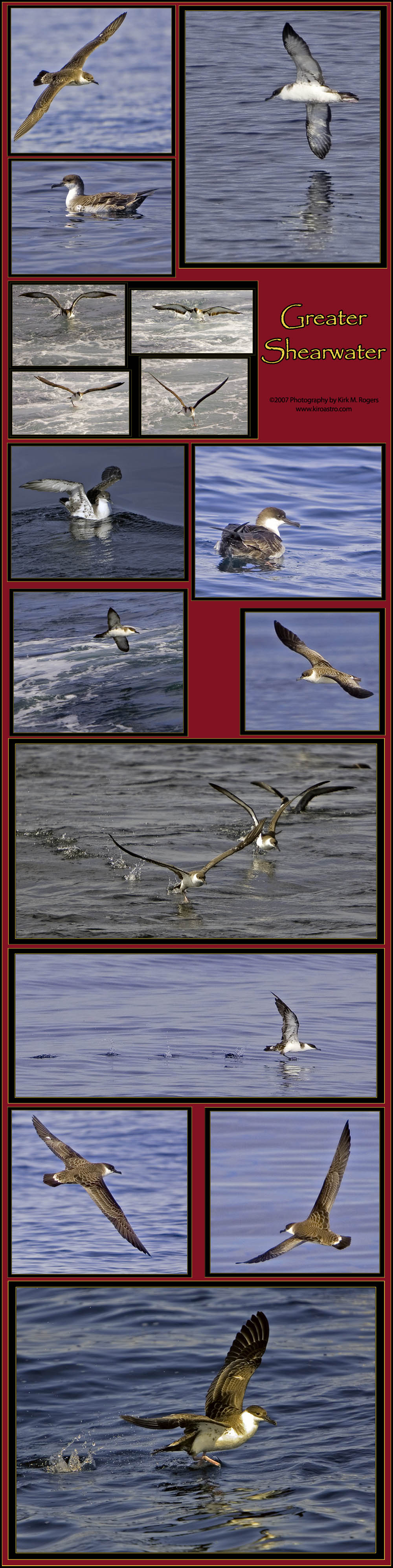 Greater Shearwater Image Template