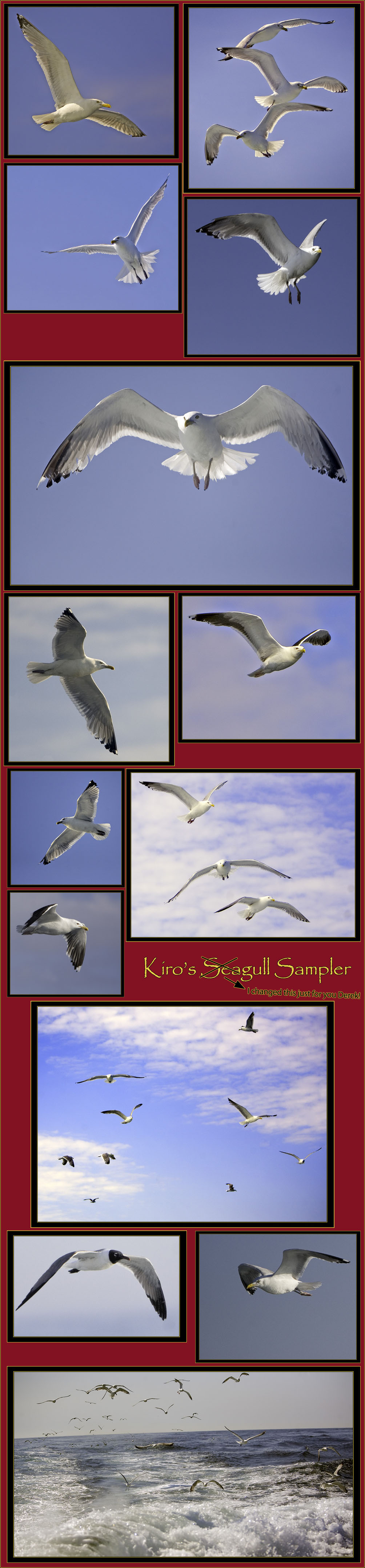 Kiro's Gull Sampler - Herring, Laughing & Black-backed Gulls