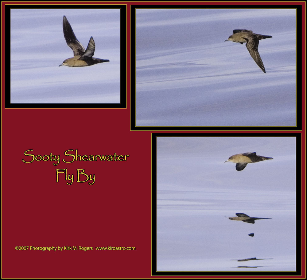 Sooty Shearwater Fly By