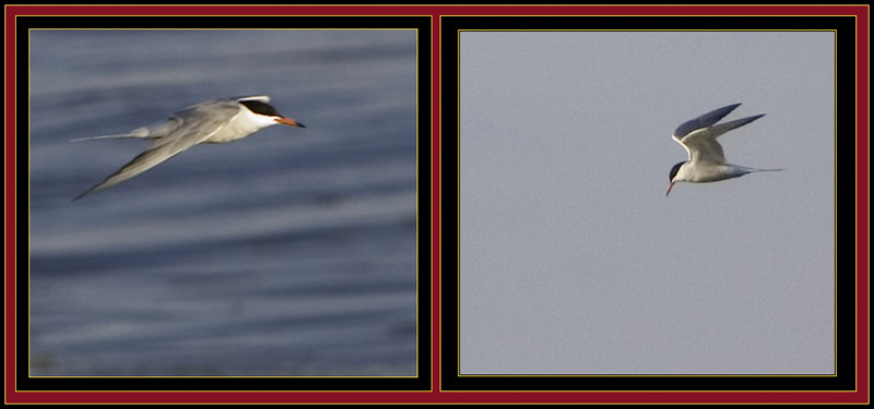 Common Terns