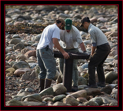 Kelsey Sullivan (MDIFW), Pat Corr (USGS) & Mao Lin (USFWS) Clearing the Path - Petit Manan Island - Maine Coastal Islands National Wildlife Refuge