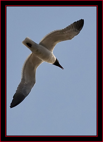 Laughing Gull Flyby - Petit Manan Island - Maine Coastal Islands National Wildlife Refuge