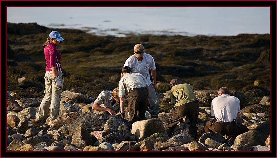 Reconnoitering - Petit Manan Island - Maine Coastal Islands National Wildlife Refuge