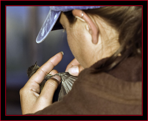 Alison Inspecting a Magnolia Warbler - Petit Manan Island - Maine Coastal Islands National Wildlife Refuge