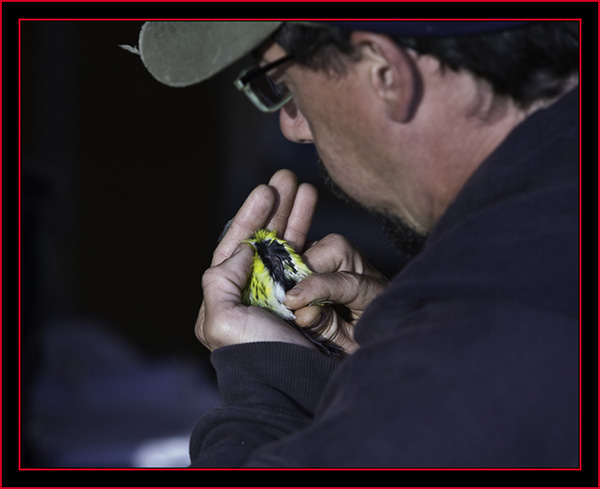 Robby Lambert Conducting a Capture Inspection - Petit Manan Island - Maine Coastal Islands National Wildlife Refuge