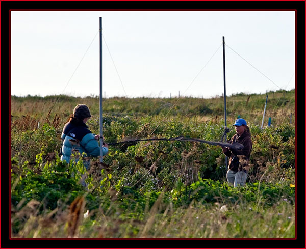 Net Tending for the Migratory Songbird Banding Effort - Petit Manan Island - Maine Coastal Islands National Wildlife Refuge