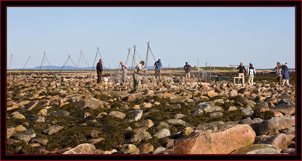 Constructing the Barrier - Petit Manan Island - Maine Coastal Islands National Wildlife Refuge